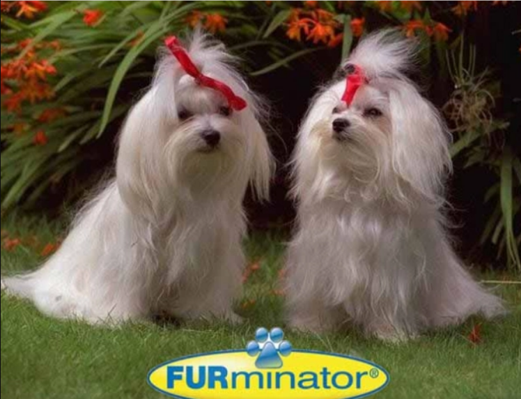 4463053652_furminator-dlya-sobak